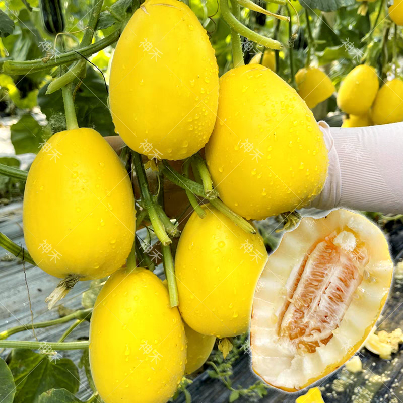 金蜜脆甜瓜种子金黄皮薄皮甜瓜种子果香四溢糖度高不易裂瓜