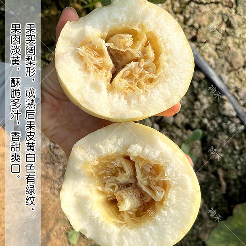卡其香妃25薄皮甜瓜种子新品种抗病抗逆香甜爽口黄白色甜瓜