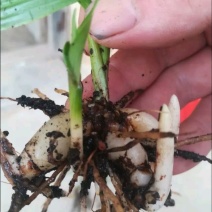 四川白芨苗白芨种苗中药材苗三叉白芨苗100颗起发送种