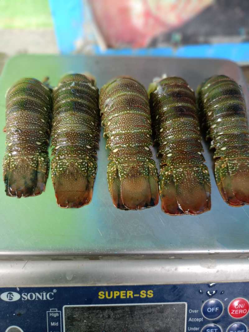 龙虾巴基斯坦