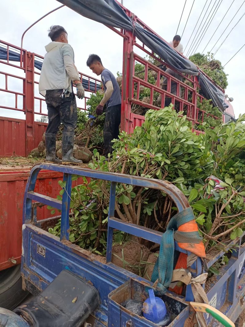 海桐球，海桐球价格，全国发货，欢迎现场选购