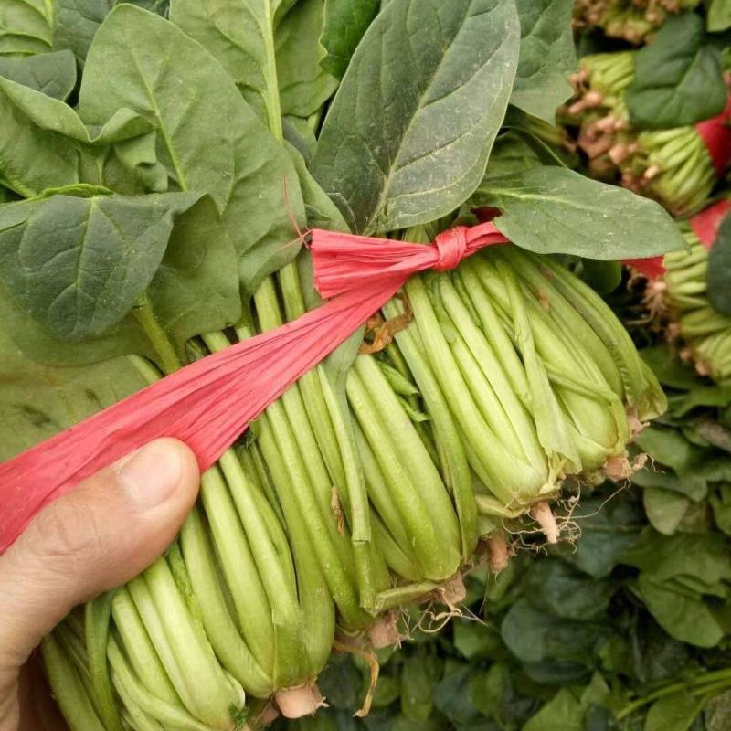 大叶菠菜，大量供应，代发全国！质量保证，欢迎合作