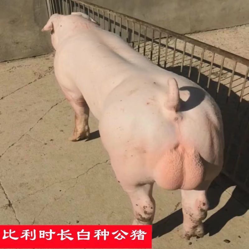 原种比利时长白母猪公猪英系大白公猪母猪大小都有