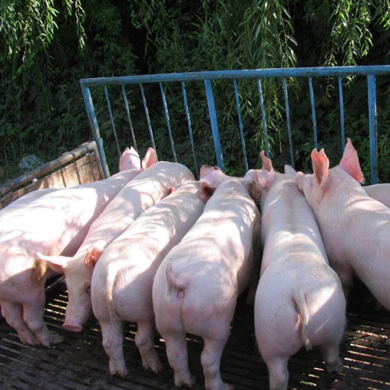 原种比利时长白母猪公猪英系大白公猪母猪大小都有