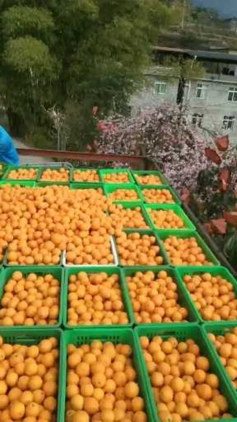 黄果柑，汁多味甜化渣。新鲜采摘，诚信代办