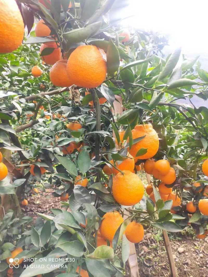 黄果柑，汁多味甜化渣。新鲜采摘，诚信代办