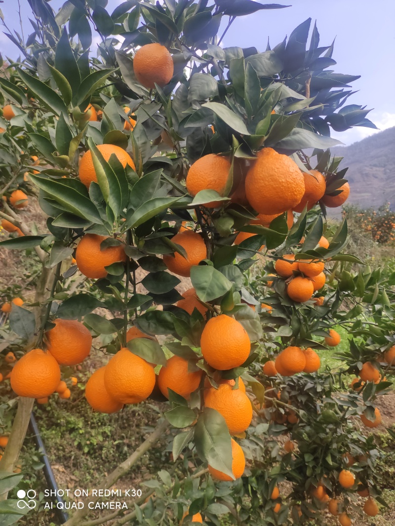黄果柑，汁多味甜化渣。新鲜采摘，诚信代办
