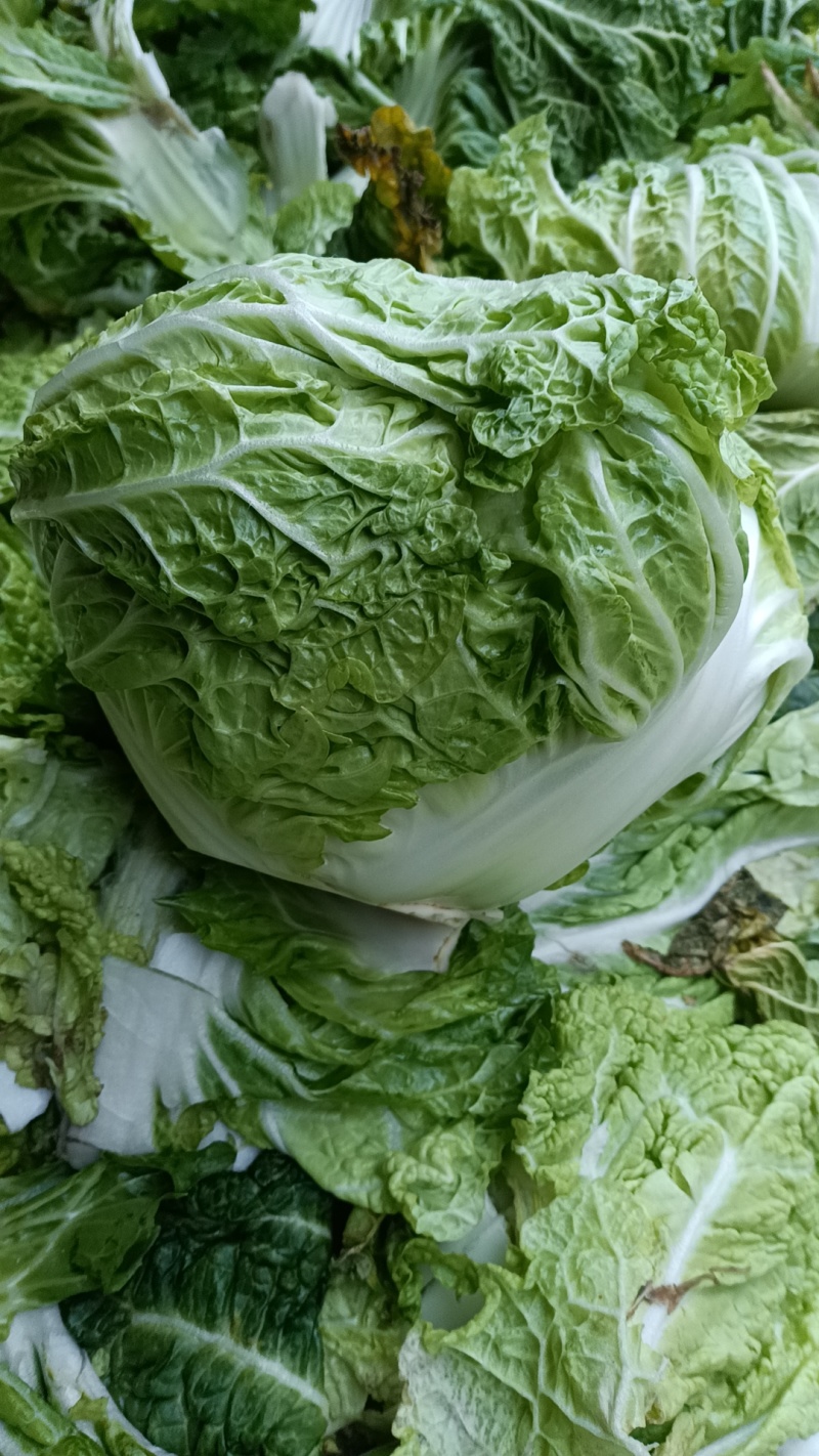 大白菜东京868，新乡小包基地发货，走电商超市，诚信经营