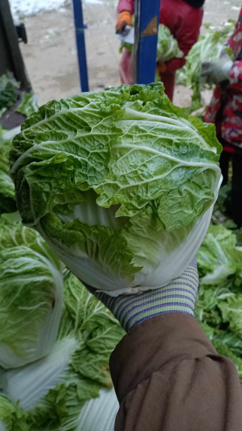 大白菜东京868，新乡小包基地发货，走电商超市，诚信经营
