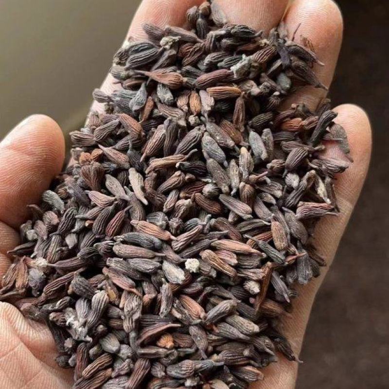 百部种子合作社基地(一手货源)高含量紫花对叶大百部种籽