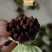 百部种子合作社基地(一手货源)高含量紫花对叶大百部种籽