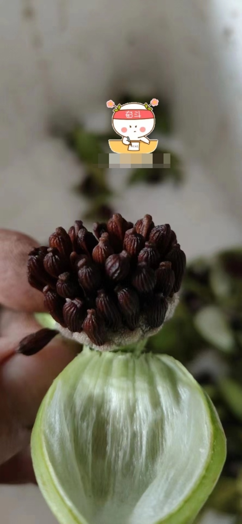 百部种子合作社基地(一手货源)高含量紫花对叶大百部种籽