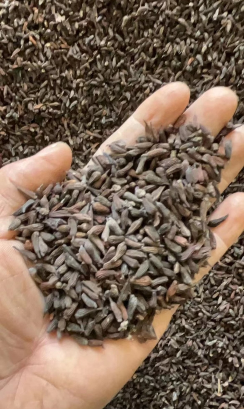 百部种子合作社基地(一手货源)高含量紫花对叶大百部种籽