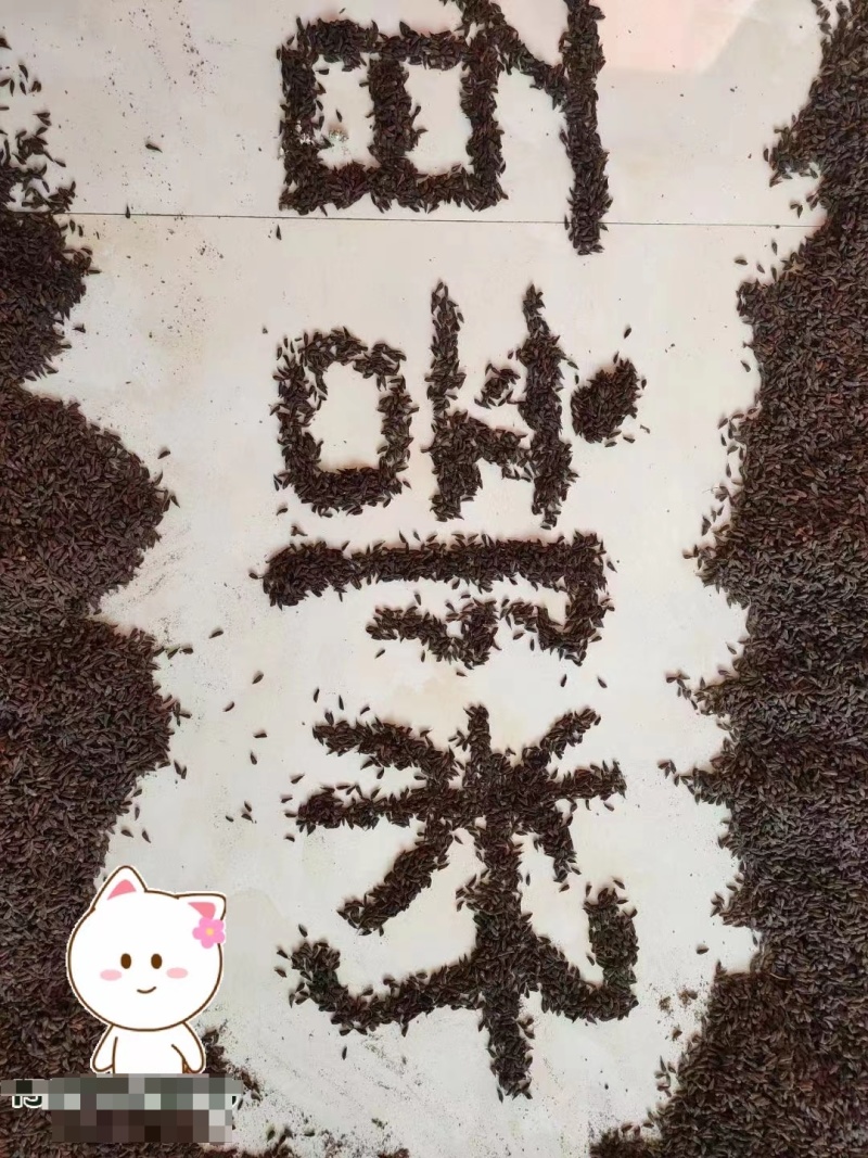 百部种子合作社基地(一手货源)高含量紫花对叶大百部种籽