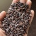 百部种子合作社基地(一手货源)高含量紫花对叶大百部种籽