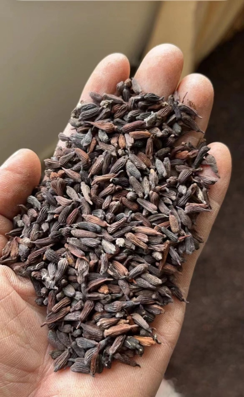 百部种子合作社基地(一手货源)高含量紫花对叶大百部种籽