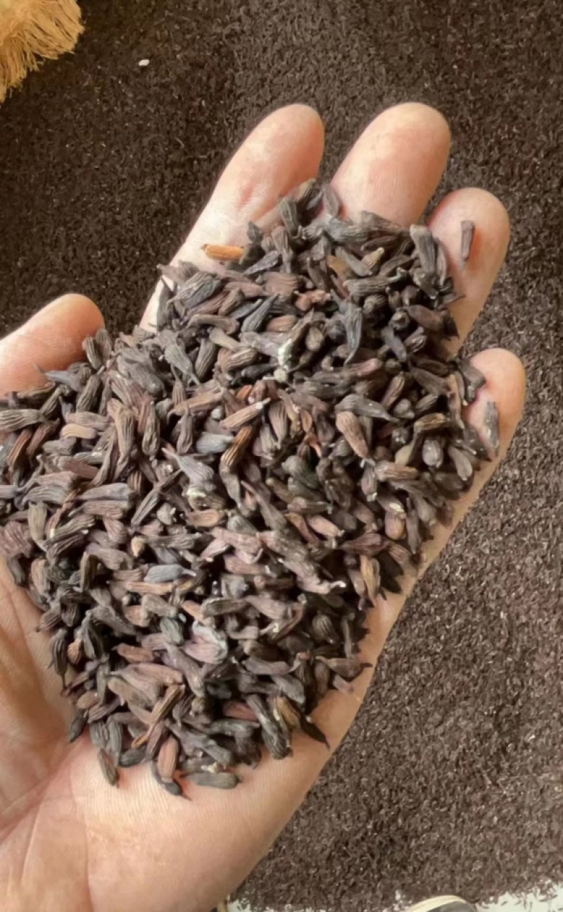 百部种子合作社基地(一手货源)高含量紫花对叶大百部种籽
