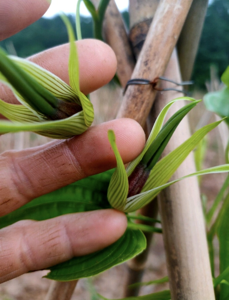 百部种子合作社基地(一手货源)高含量紫花对叶大百部种籽