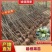 江苏【碧根果苗】山核桃苗规格齐全质优价廉可提供技术指导