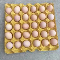 粉壳红壳黄心鸡蛋蛋厂直供，37-45码