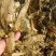 黄储大白包单包重量800斤