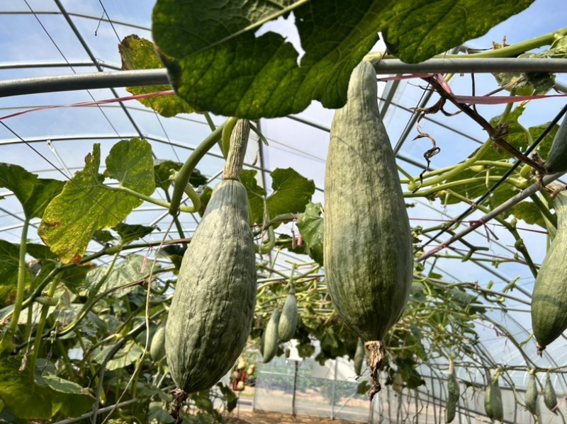贵族南瓜种子甜面瓜板栗味杂交粉糯金丝丑瓜基地种植
