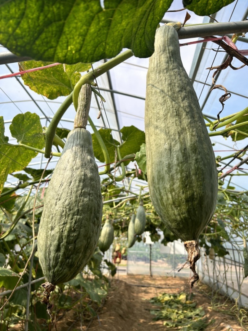 贵族南瓜种子甜面瓜板栗味杂交粉糯金丝丑瓜基地种植