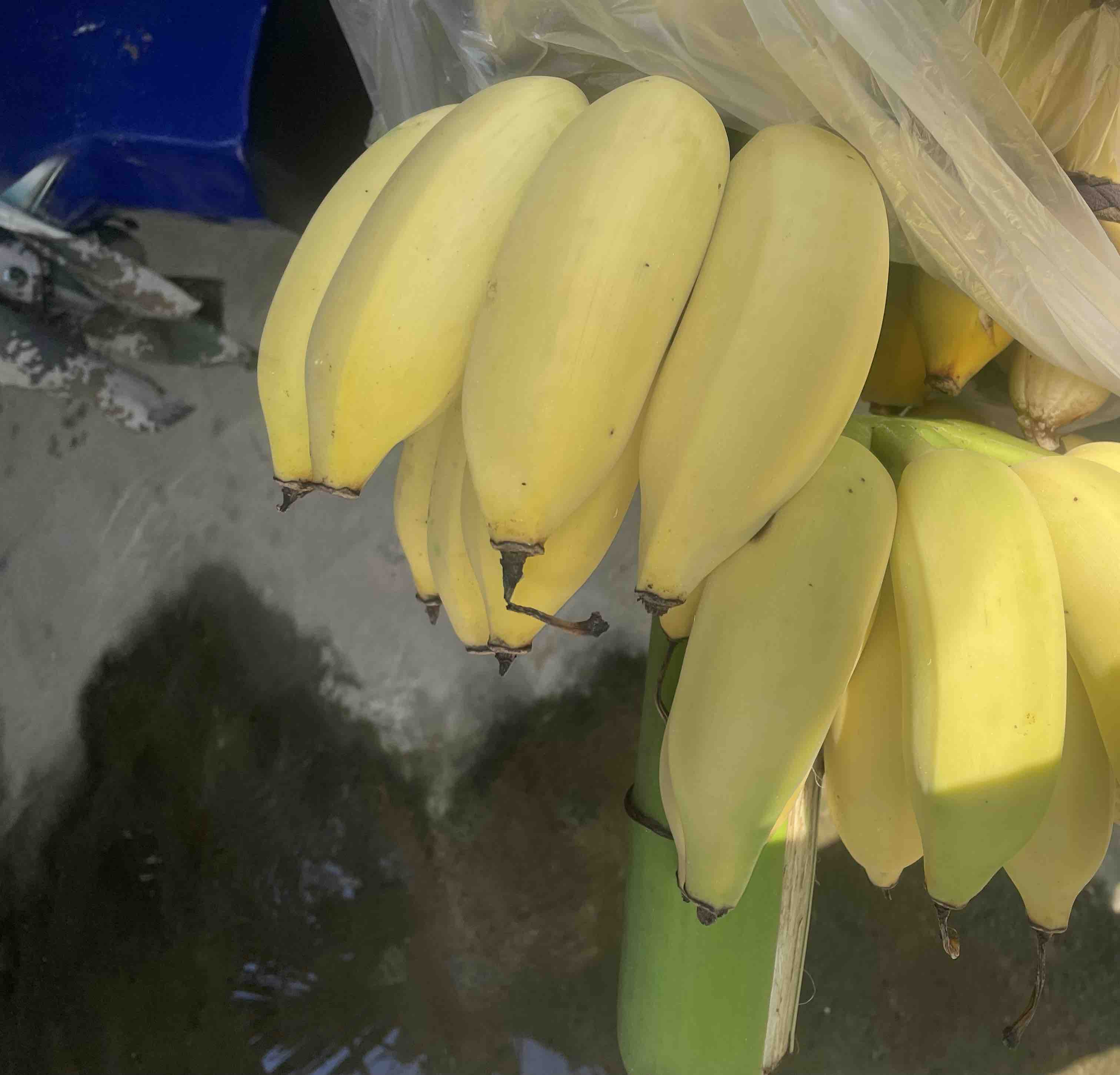 展示一杯由黄豆和香蕉制成的香蕉豆奶饮品,旁边摆放新鲜香蕉和泡发的黄豆 黄豆与香蕉搭配制作的香蕉豆奶饮品