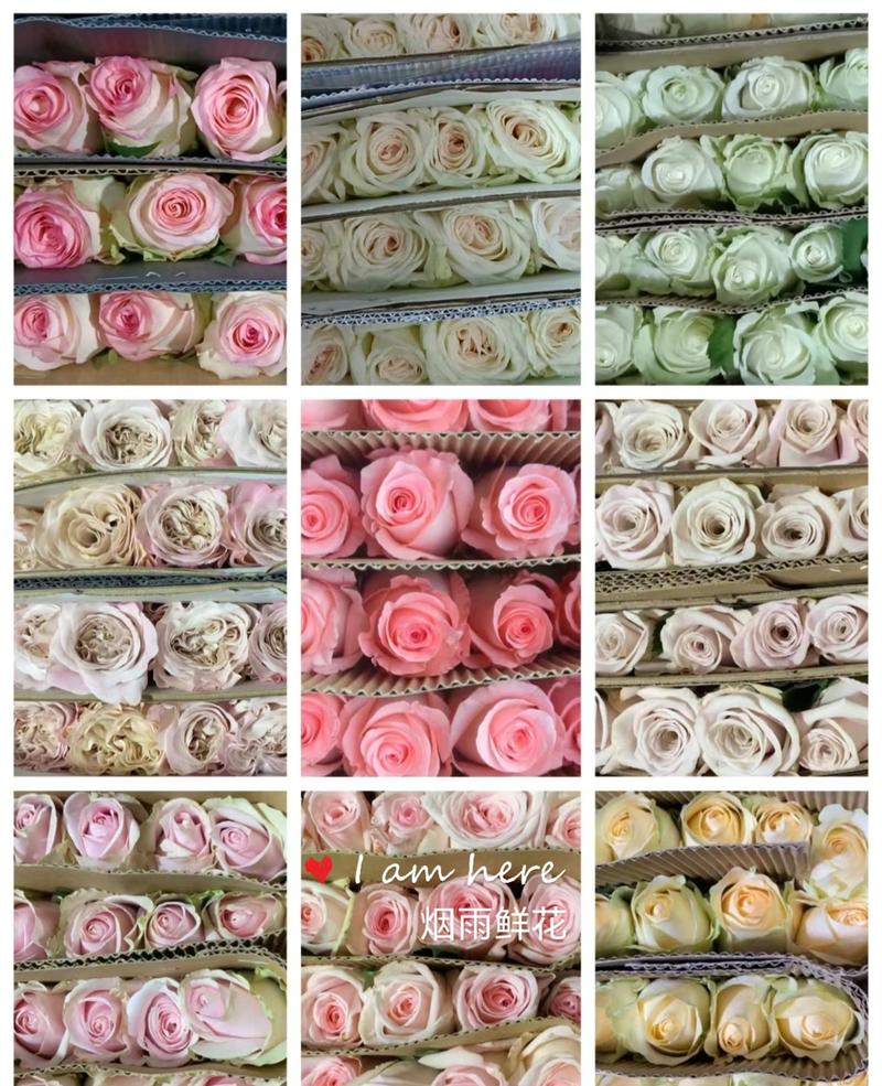 精品玫瑰花基地直发包售后欢迎咨询报价全国批发。