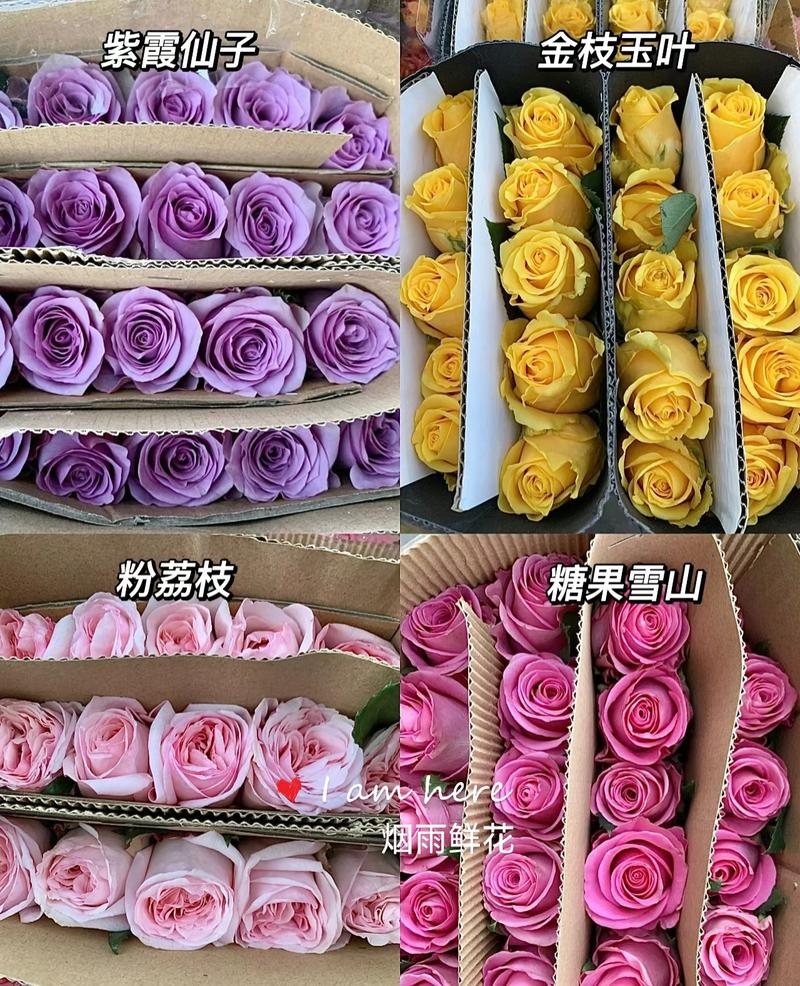 精品玫瑰花基地直发包售后欢迎咨询报价全国批发。