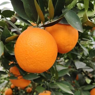 四川脐橙大量供应产地直发新鲜采摘量大从优欢迎咨询