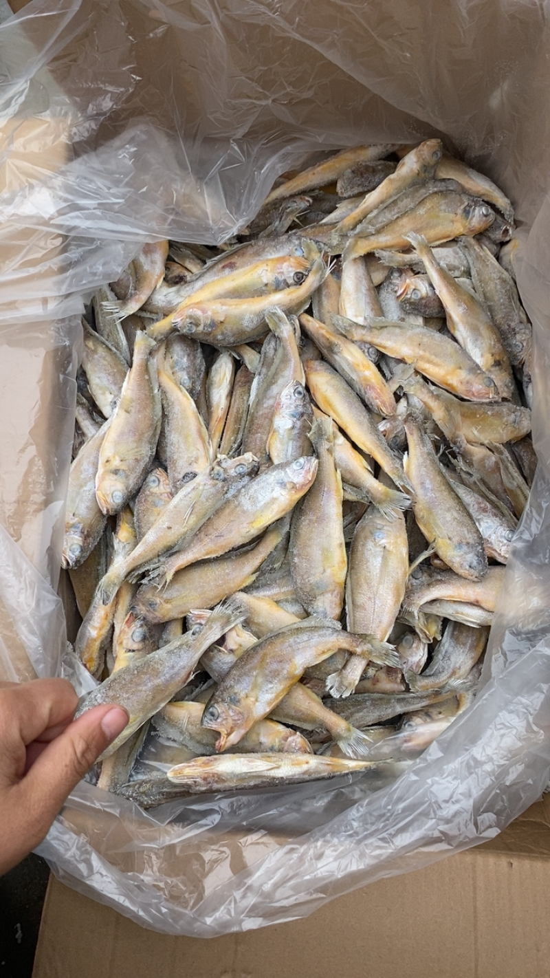 单冻小黄鱼