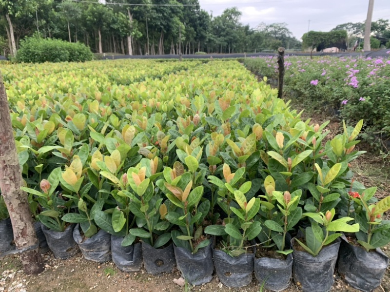 高度20厘米龙船花