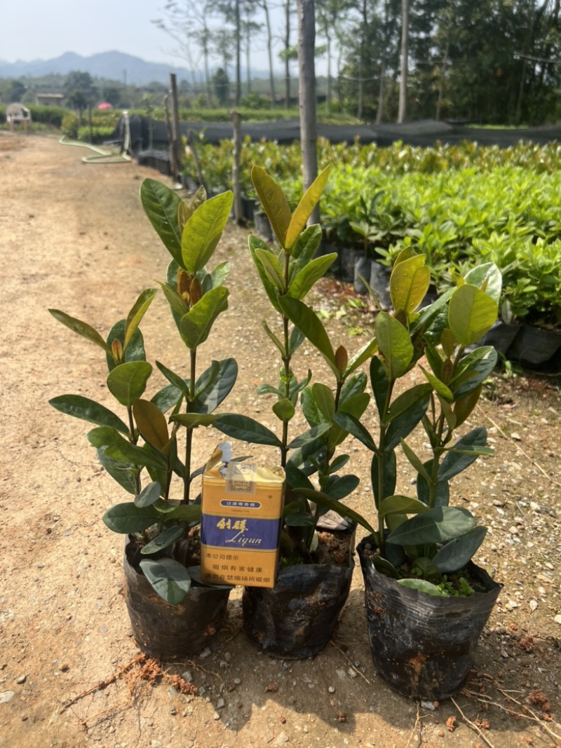 高度20厘米龙船花