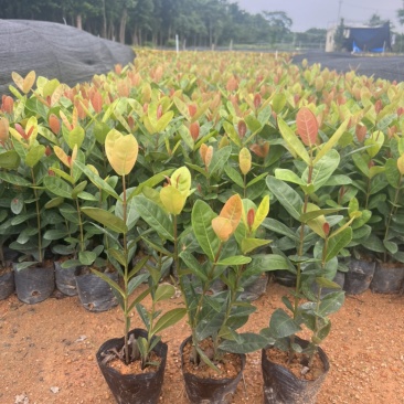 高度20厘米龙船花