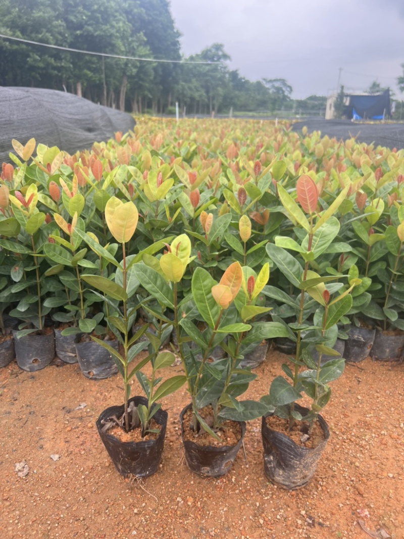 高度20厘米龙船花