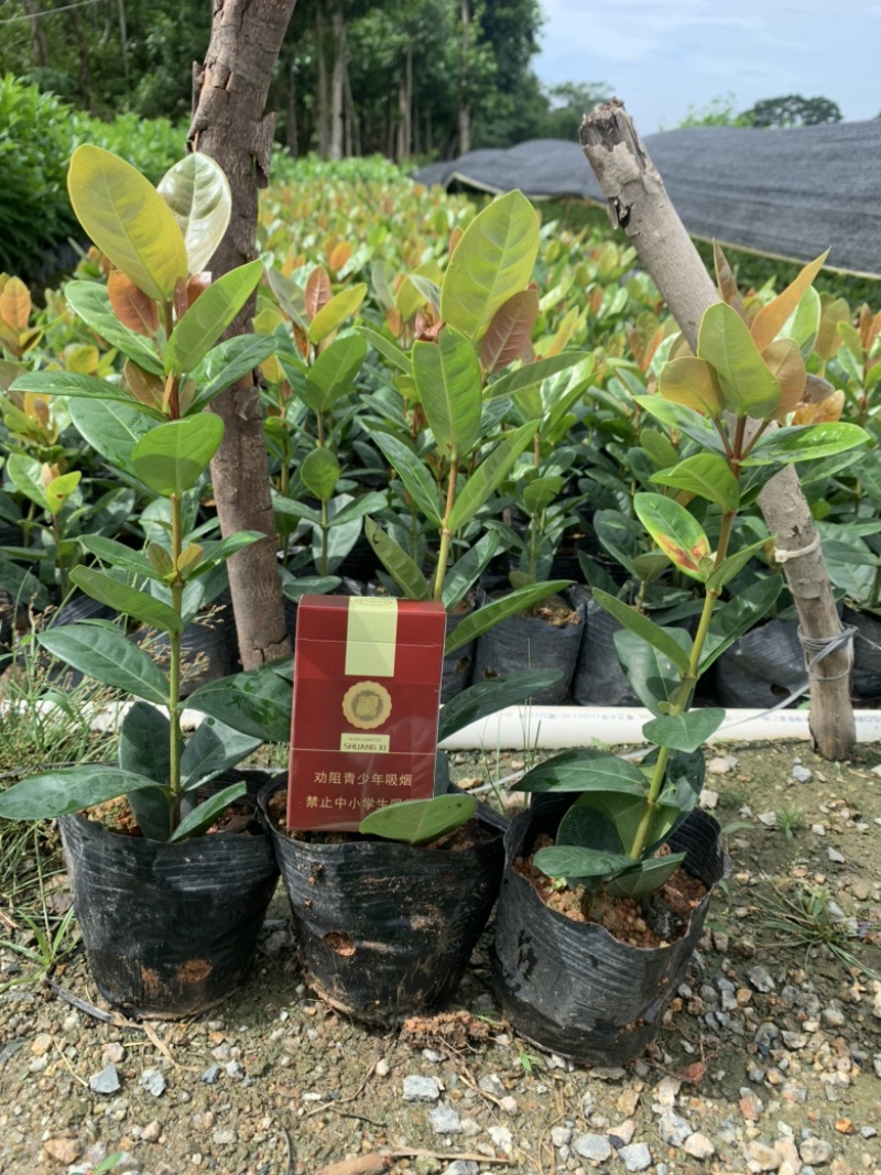 高度20厘米龙船花