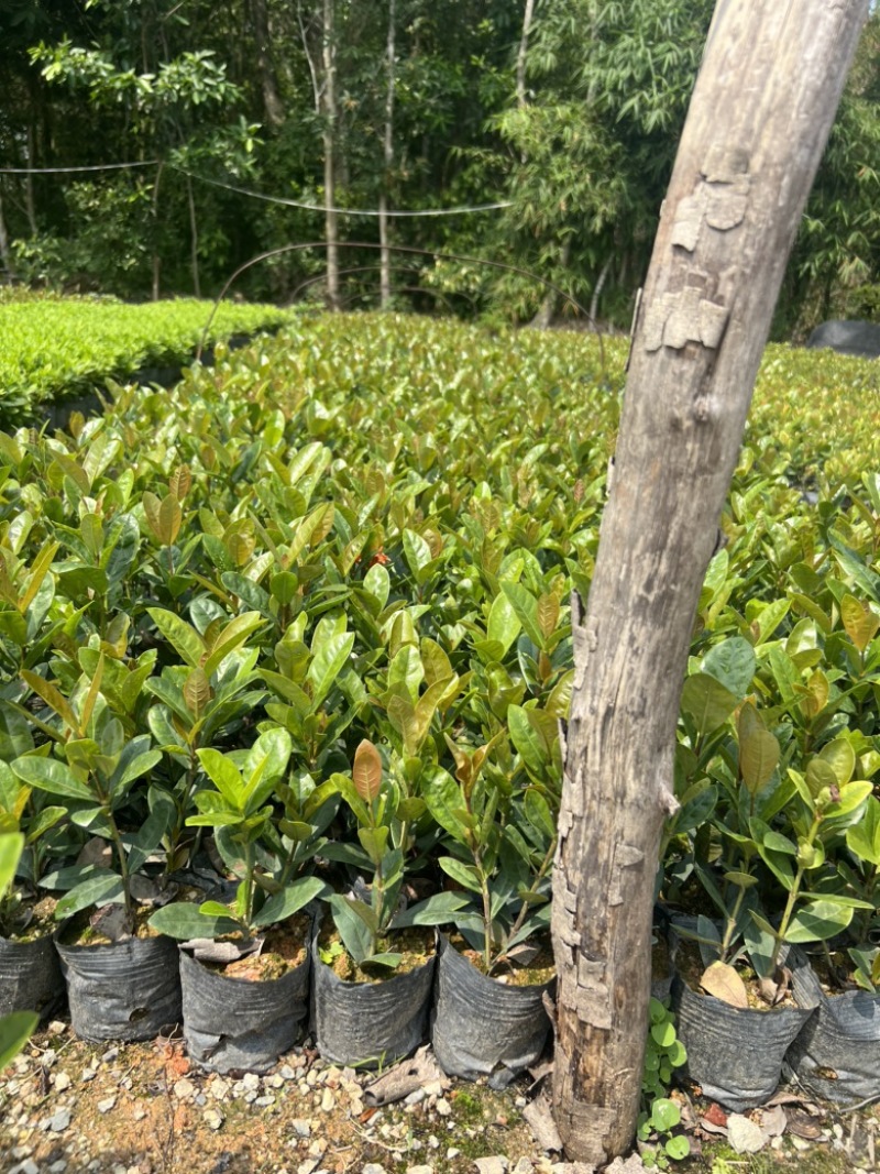 高度20厘米龙船花
