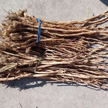 中药材防风