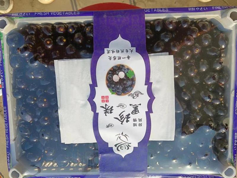 北京房山直发树葡萄，嘉果宝，大量有货，对接全国量大从优