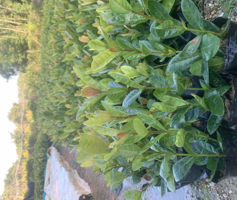 高度20厘米龙船花