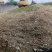 黄储大白包单包重量800斤
