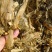 黄储大白包单包重量800斤