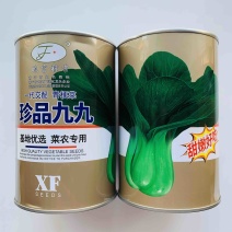 青梗菜种子珍品久久小青菜种子耐寒耐热耐低温