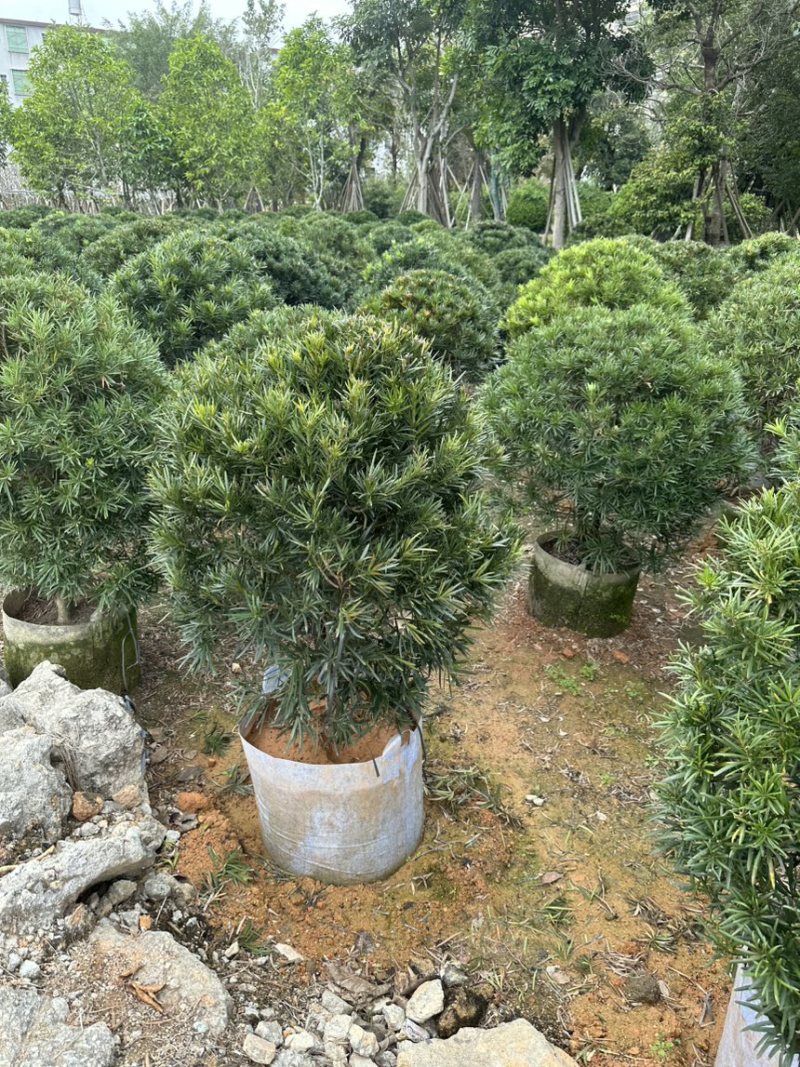 罗汉松