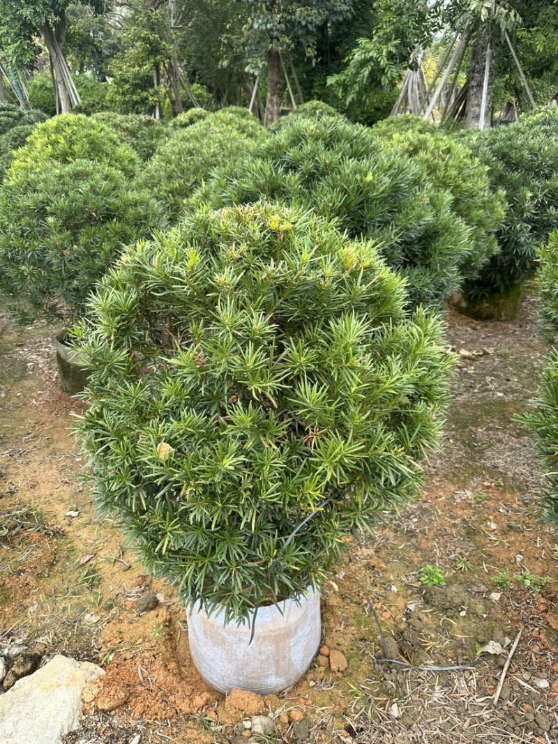 罗汉松