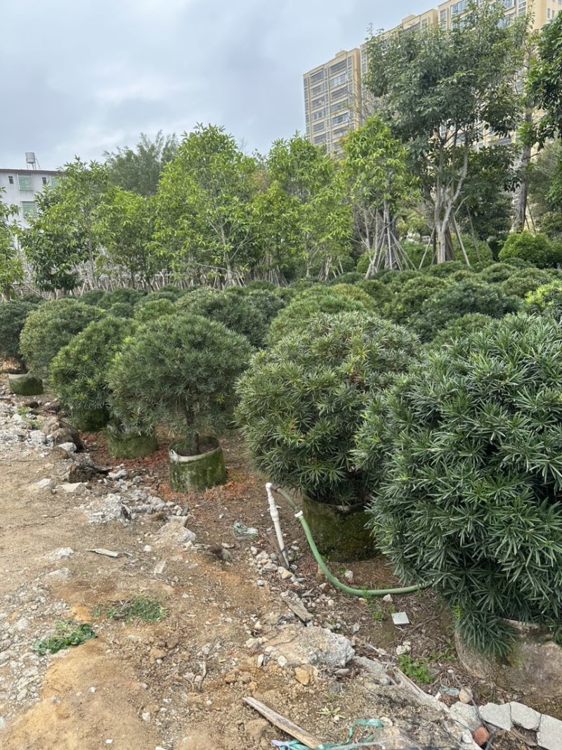 罗汉松