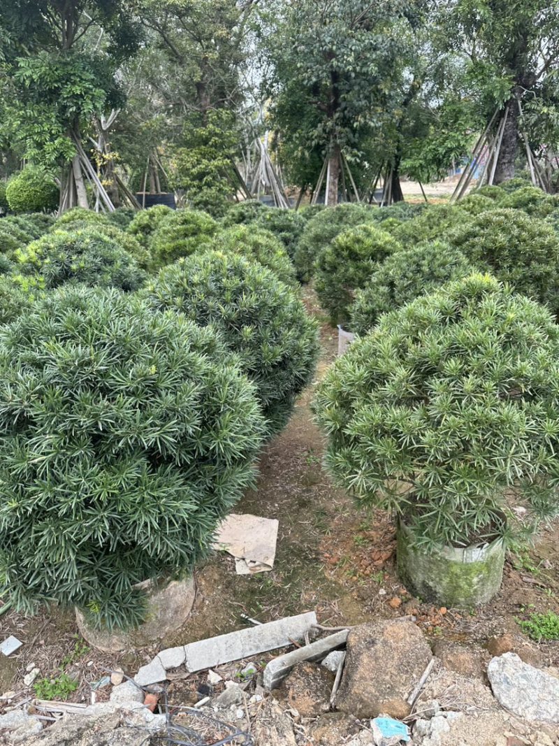 罗汉松