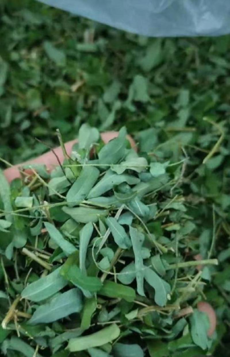 广西新鲜甘甜鸡骨草，别名相思叶茶