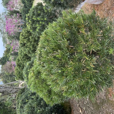 罗汉松